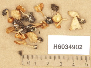  ( - H6034902)  @11 [ ] Copyright (2013) Diana Weckman Botanical Museum, Finnish Museum of Natural History, University of Helsinki