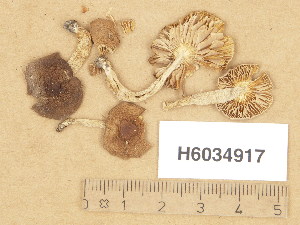  (Dermoloma cuneifolium - H6034917)  @11 [ ] Copyright (2013) Diana Weckman Botanical Museum, Finnish Museum of Natural History, University of Helsinki