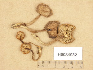  (Camarophyllopsis schulzerii - H6034932)  @11 [ ] Copyright (2013) Diana Weckman Botanical Museum, Finnish Museum of Natural History, University of Helsinki