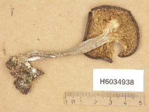  (Pseudoclitocybe obbata - H6034938)  @11 [ ] Copyright (2013) Diana Weckman Botanical Museum, Finnish Museum of Natural History, University of Helsinki