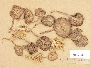  (Arrhenia onisca - H6035465)  @11 [ ] Copyright (2013) Diana Weckman Botanical Museum, Finnish Museum of Natural History, University of Helsinki