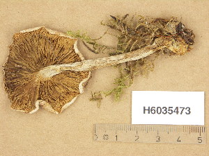  ( - H6035473)  @11 [ ] Copyright (2013) Diana Weckman Botanical Museum, Finnish Museum of Natural History, University of Helsinki