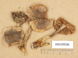  ( - H6035530)  @11 [ ] Copyright (2013) Diana Weckman Botanical Museum, Finnish Museum of Natural History, University of Helsinki