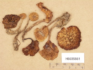  (Armillaria ectypa - H6035661)  @11 [ ] Copyright (2013) Diana Weckman Botanical Museum, Finnish Museum of Natural History, University of Helsinki
