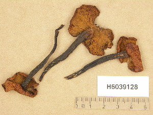  (Phaeocollybia jennyae - H6039128)  @11 [ ] Copyright (2013) Diana Weckman Botanical Museum, Finnish Museum of Natural History, University of Helsinki