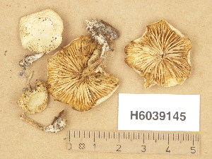  (Clitocybe fragrans - H6039145)  @11 [ ] Copyright (2013) Diana Weckman Botanical Museum, Finnish Museum of Natural History, University of Helsinki