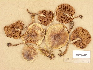  ( - H6039214)  @11 [ ] Copyright (2013) Diana Weckman Botanical Museum, Finnish Museum of Natural History, University of Helsinki