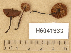  (Phaeocollybia arduennensis - H6041933)  @11 [ ] Copyright (2014) Diana Weckman Botanical Museum, Finnish Museum of Natural History, University of Helsinki