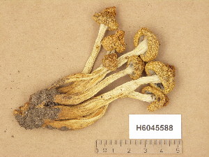  ( - H6045588)  @11 [ ] Copyright (2014) Diana Weckman Botanical Museum, Finnish Museum of Natural History, University of Helsinki