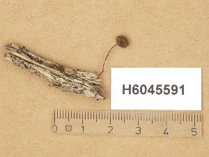  (Simocybe centunculus - H6045591)  @11 [ ] Copyright (2014) Diana Weckman Botanical Museum, Finnish Museum of Natural History, University of Helsinki