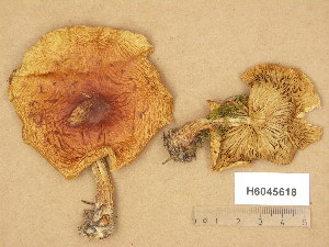  (Pholiota lubrica - H6045618)  @11 [ ] Copyright (2014) Diana Weckman Botanical Museum, Finnish Museum of Natural History, University of Helsinki