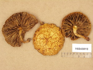  (Pholiota limonella - H6045619)  @11 [ ] Copyright (2014) Diana Weckman Botanical Museum, Finnish Museum of Natural History, University of Helsinki