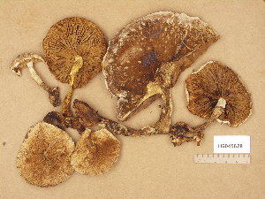  ( - H6045628)  @11 [ ] Copyright (2014) Diana Weckman Botanical Museum, Finnish Museum of Natural History, University of Helsinki