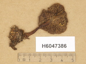  (Clitocybe cf. globispora - H6047386)  @11 [ ] Copyright (2014) Diana Weckman Botanical Museum, Finnish Museum of Natural History, University of Helsinki