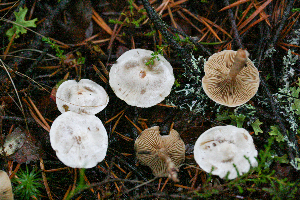  (Ripartites sp - H6047376)  @11 [ ] CreativeCommons - Attribution Share-Alike (2023) Unspecified Lapland Mushroom Society