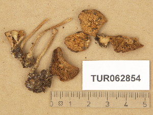  (Hebeloma pumilum - TUR062854)  @11 [ ] Copyright (2014) Diana Weckman Botanical Museum, Finnish Museum of Natural History, University of Helsinki
