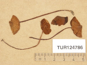  (Conocybe sp. III - TUR124786)  @11 [ ] Copyright (2013) Diana Weckman Botanical Museum, Finnish Museum of Natural History, University of Helsinki