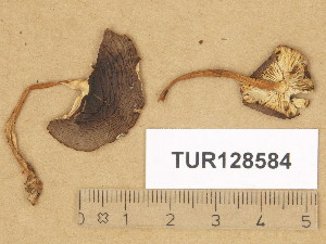  (Collybia alpina - TUR128584)  @11 [ ] Copyright (2014) Diana Weckman Botanical Museum, Finnish Museum of Natural History, University of Helsinki