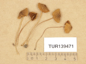  (Conocybe cf. graminis - TUR139471)  @11 [ ] Copyright (2013) Diana Weckman Botanical Museum, Finnish Museum of Natural History, University of Helsinki