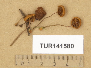  (Flammulaster cf. novasilvensis - TUR141580)  @11 [ ] Copyright (2014) Diana Weckman Botanical Museum, Finnish Museum of Natural History, University of Helsinki