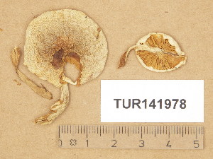  (Hebeloma sordidum - TUR141978)  @11 [ ] Copyright (2014) Diana Weckman Botanical Museum, Finnish Museum of Natural History, University of Helsinki