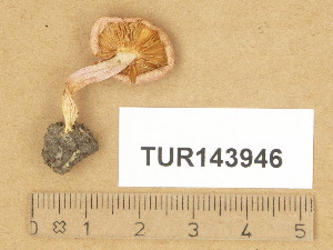  (Inocybe geophylla var. violacea - TUR143946)  @11 [ ] Copyright (2014) Diana Weckman Botanical Museum, Finnish Museum of Natural History, University of Helsinki