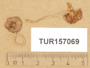  (Inocybe cincinnatula - TUR157069)  @11 [ ] Copyright (2014) Diana Weckman Botanical Museum, Finnish Museum of Natural History, University of Helsinki