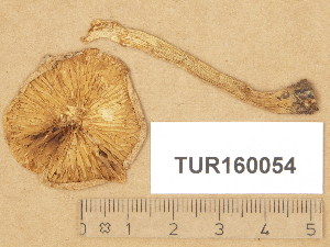  (Hebeloma collariatum - TUR160054)  @11 [ ] Copyright (2014) Diana Weckman Botanical Museum, Finnish Museum of Natural History, University of Helsinki