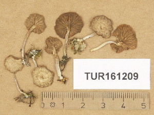  (Arrhenia griseopallida - TUR161209)  @11 [ ] Copyright (2014) Diana Weckman Botanical Museum, Finnish Museum of Natural History, University of Helsinki