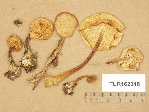  (Collybia dryophila - TUR162348)  @11 [ ] Copyright (2014) Diana Weckman Botanical Museum, Finnish Museum of Natural History, University of Helsinki