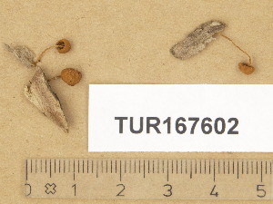  (Flammulaster cf. muricatus - TUR167602)  @11 [ ] Copyright (2014) Diana Weckman Botanical Museum, Finnish Museum of Natural History, University of Helsinki