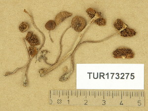  (Inocybe lacera var. helobia - TUR173275)  @11 [ ] Copyright (2014) Diana Weckman Botanical Museum, Finnish Museum of Natural History, University of Helsinki