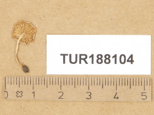  (Hebeloma pusillum - TUR188104)  @11 [ ] Copyright (2014) Diana Weckman Botanical Museum, Finnish Museum of Natural History, University of Helsinki