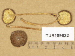  (Melanoleuca microcephala - TUR189632)  @11 [ ] Copyright (2014) Diana Weckman Botanical Museum, Finnish Museum of Natural History, University of Helsinki
