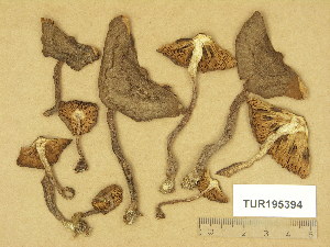  (Inocybe subcarpta - TUR195394)  @11 [ ] Copyright (2014) Diana Weckman Botanical Museum, Finnish Museum of Natural History, University of Helsinki