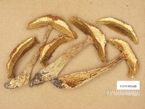  (Boletus clavipes - TUR196448)  @11 [ ] Copyright (2014) Diana Weckman Botanical Museum, Finnish Museum of Natural History, University of Helsinki