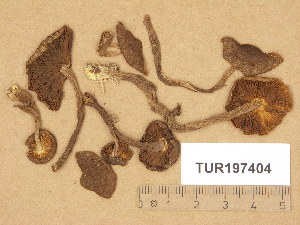  (Inocybe relicina - TUR197404)  @11 [ ] Copyright (2014) Diana Weckman Botanical Museum, Finnish Museum of Natural History, University of Helsinki