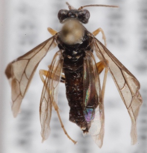  ( - GL.3004)  @11 [ ] CreativeCommons - Attribution Non-Commercial (2014) Marko Mutanen University of Oulu