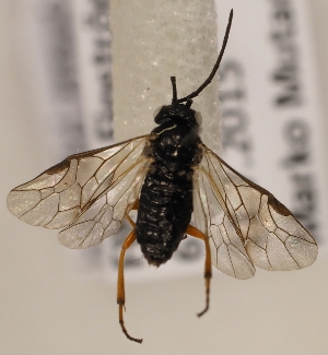  ( - ZMUO.028210)  @11 [ ] CreativeCommons - Attribution Non-Commercial (2016) Marko Mutanen University of Oulu