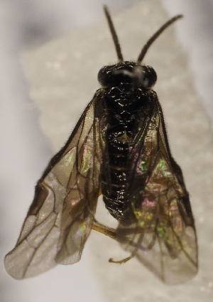  ( - ZMUO.028403)  @12 [ ] CreativeCommons - Attribution Non-Commercial (2016) Marko Mutanen University of Oulu