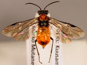  ( - ZMUO.028002)  @12 [ ] CreativeCommons - Attribution Non-Commercial (2016) Marko Mutanen University of Oulu