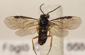  ( - ZMUO.028098)  @12 [ ] CreativeCommons - Attribution Non-Commercial (2016) Marko Mutanen University of Oulu