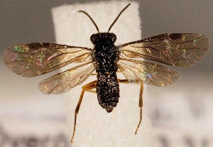  ( - ZMUO.028261)  @12 [ ] CreativeCommons - Attribution Non-Commercial (2016) Marko Mutanen University of Oulu