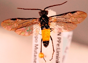  ( - ZMUO.028290)  @12 [ ] CreativeCommons - Attribution Non-Commercial (2016) Marko Mutanen University of Oulu