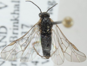  ( - MHV00093)  @13 [ ] CreativeCommons - Attribution Non-Commercial (2015) Marko Mutanen University of Oulu