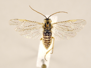  ( - ZMUO.031097)  @13 [ ] CreativeCommons - Attribution Non-Commercial (2018) Marko Mutanen University of Oulu