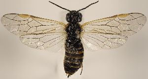  ( - ZMUO.031315)  @13 [ ] CreativeCommons - Attribution Non-Commercial (2018) Marko Mutanen University of Oulu