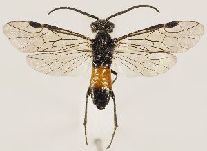  ( - ZMUO.031500)  @13 [ ] CreativeCommons - Attribution Non-Commercial (2018) Marko Mutanen University of Oulu