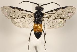  ( - ZMUO.031602)  @12 [ ] CreativeCommons - Attribution Non-Commercial (2018) Marko Mutanen University of Oulu