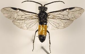  ( - ZMUO.031603)  @12 [ ] CreativeCommons - Attribution Non-Commercial (2018) Marko Mutanen University of Oulu